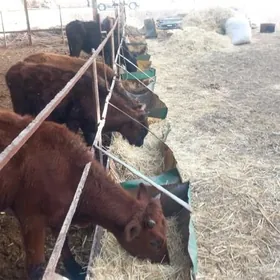 täze gelenler göleler