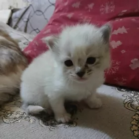 Котята вислоушки