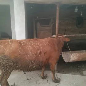 самиз бир доган инак