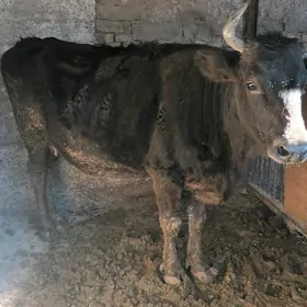 Агыр богаз сыгыр