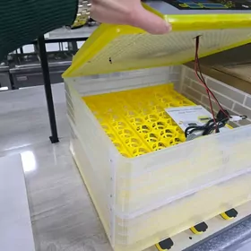 inkibatyr juyje cykaryan