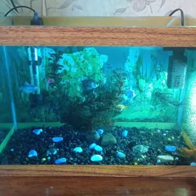 Аквариум