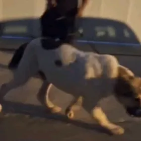 Artyk gaplañ linýa