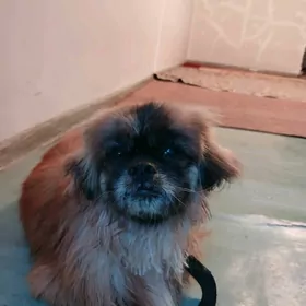 Пекинес собаки