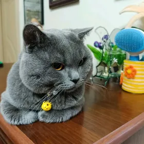 Şotlan pişik ( köpeltmek üçin)