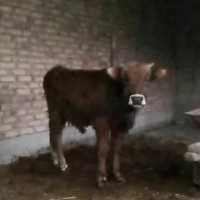 Tohum Öküz Şiwet 1 ýaş 1 aýlyk