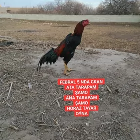 ARGYNAL GAN OZBEK HORZLAR