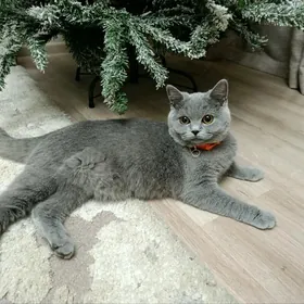 кошка (британской породы)