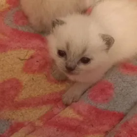 шотландские чистокровные