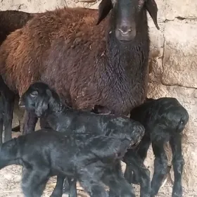 ГИССАР АРАССА ГУЗУЛЫ ГОЮН