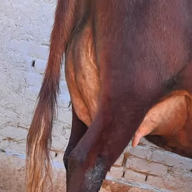 SÜÝUDLIJE GÖLELI SYGYR YASMAL