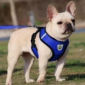 Шлейка для собак и кошек