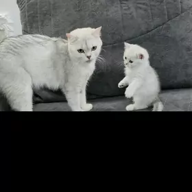 Котята/ Pishijekler