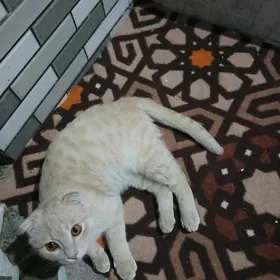 Satlyk şotland pişik,вислоуха