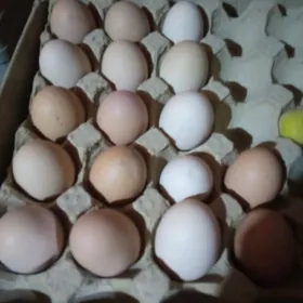 Gbrit Brama yumurtga