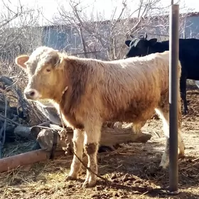 Tohum Öküz Gibrit 8 aýlyk