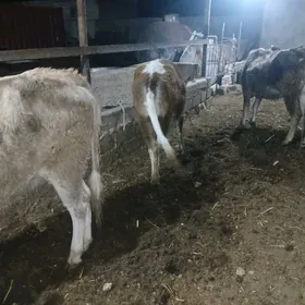 окуз тувелер