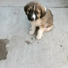 охранник для двора