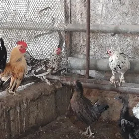 Towuk Horaz Karlik Serama.