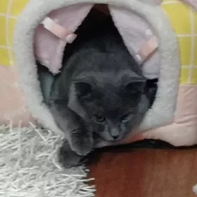 şatlansyky pisik satlyk