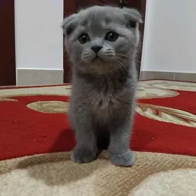 Шотландские котята