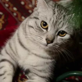 парода пишик герек