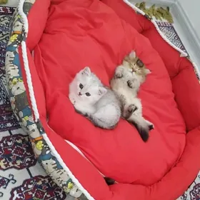 Мальчики элитные