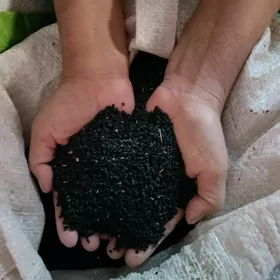 Соган тохум