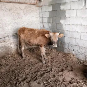 Siwes okuz Tohum mal