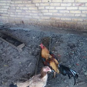 байсы хораз товук