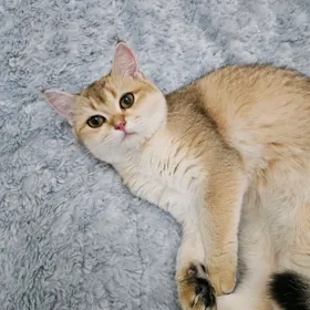 Золотая девочка