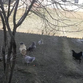 Brama balgar Towuklar