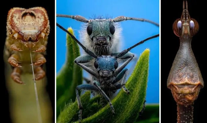 Mör-möjekleriň haýran galdyryjy dünýäsi 2025-nji ýylyň iň gowy suratlarynda