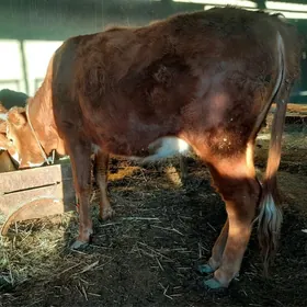 babakylabakylan gulajyn