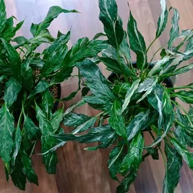 комнатные растения 35м-230м