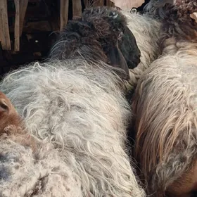 ÝAŞAJYK BAKYLGY İŞŞEK