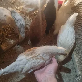 jüje  Lohman braun, sandy,