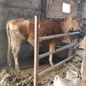 SAGYMLYK GYSYR SYGYR