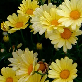 Многолетник Аргирантемум -Сере