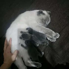 pișikler котята