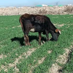 7 aýlyk bogaz sygyr