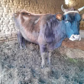 Гысыр сыгыр