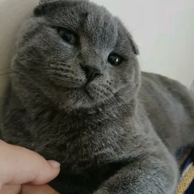 кошка на вязку мальчик