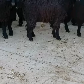 geçiler .erkeçler.