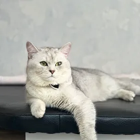 Кот на вязку