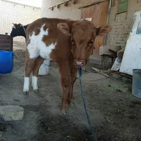 Goleli sygyr Arassa Smental