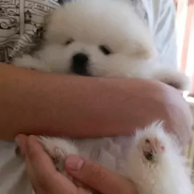 померанский шпиц