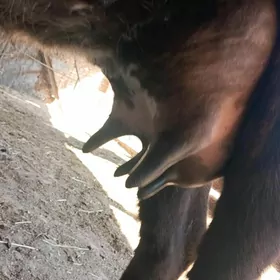 саглык сыгыр