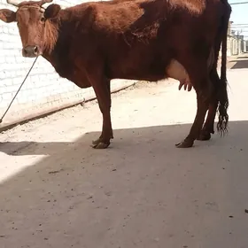 Göleli sgrGöleli sgr