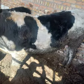 симентал  окуз